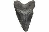 Juvenile Megalodon Tooth - South Carolina #195972-1